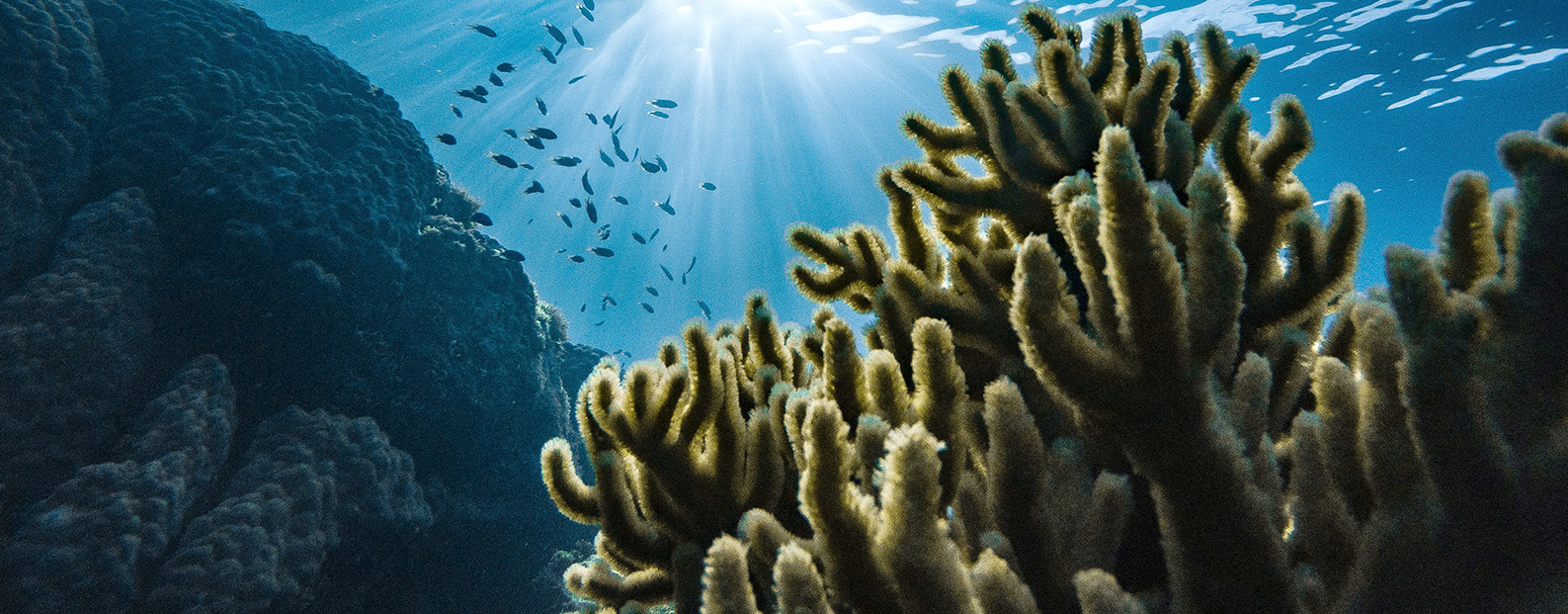 royal皇家88中水回用、陶瓷膜、石墨烯膜、黑金膜公家号，迎接您扫码关注！